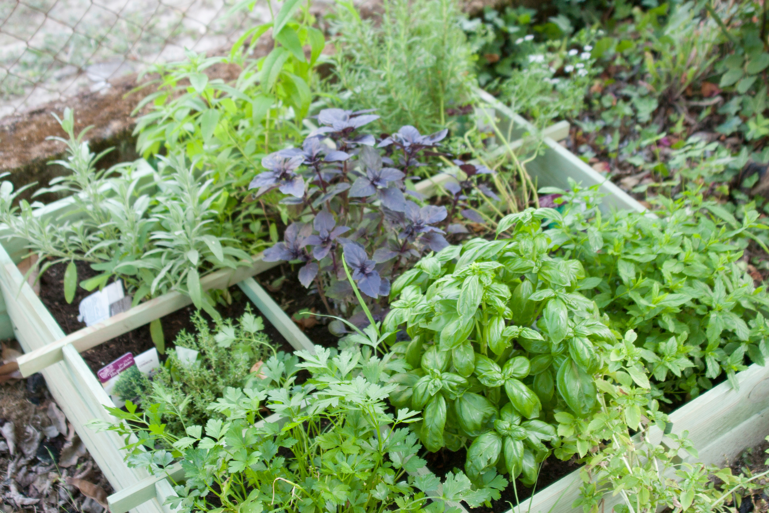 Herb garden.