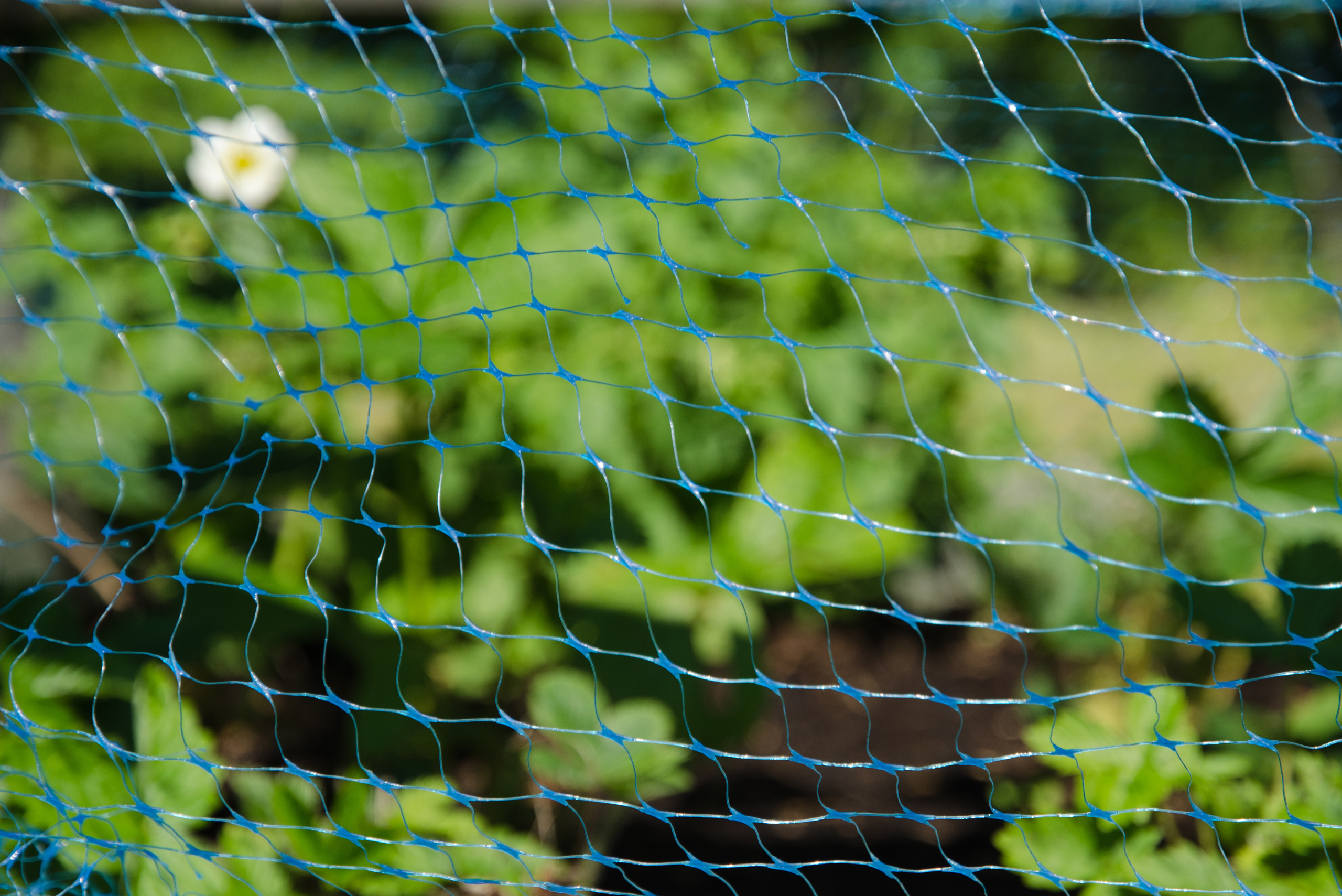 Garden mesh protection net.