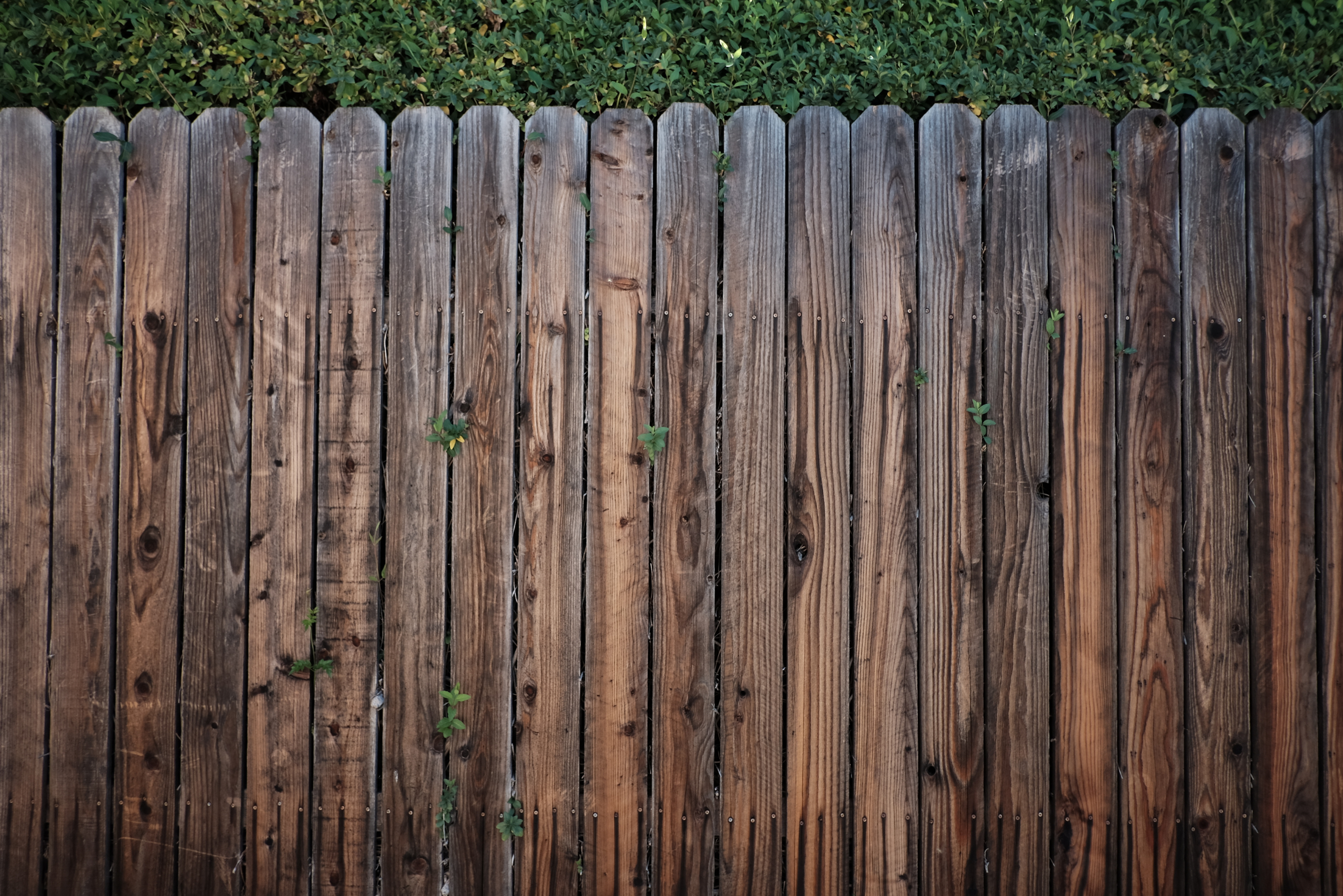 Rotting wooden fence.