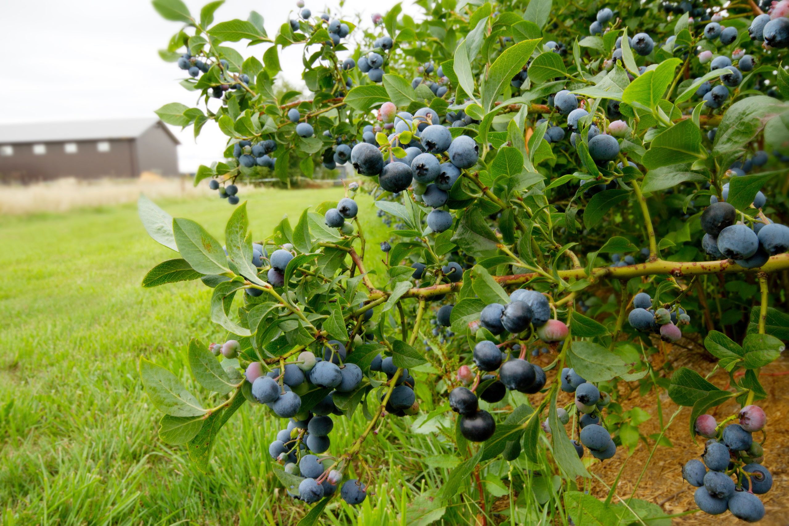 Blueberry bush.