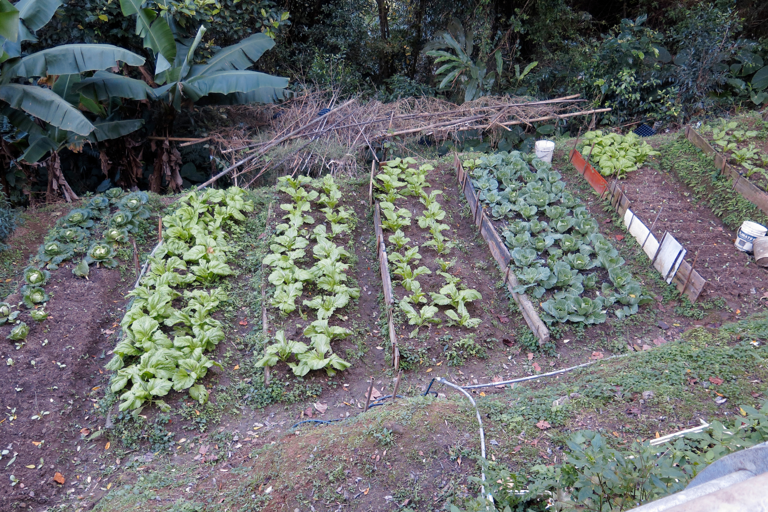 Plant garden.