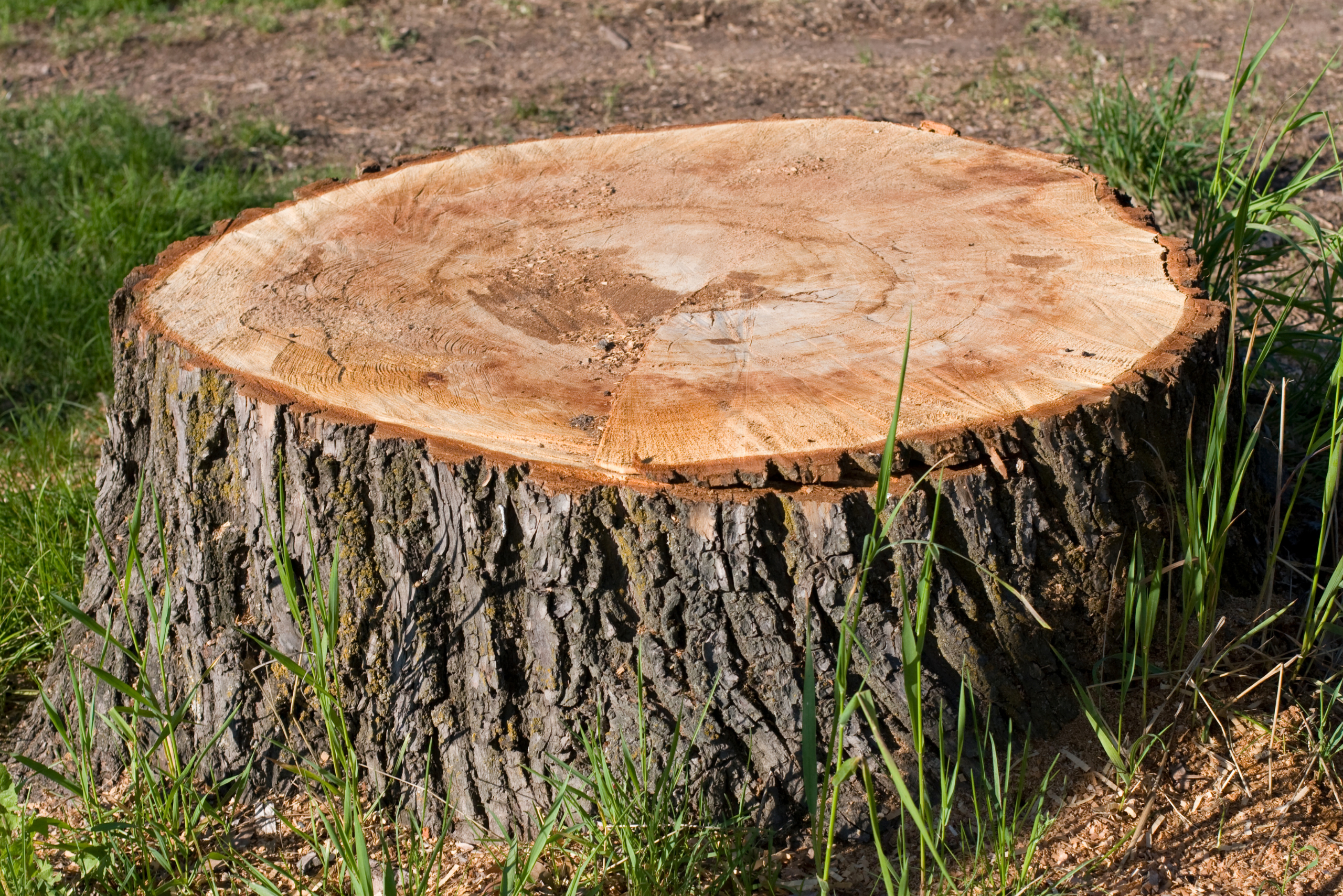 A tree stub surrounded by grass.