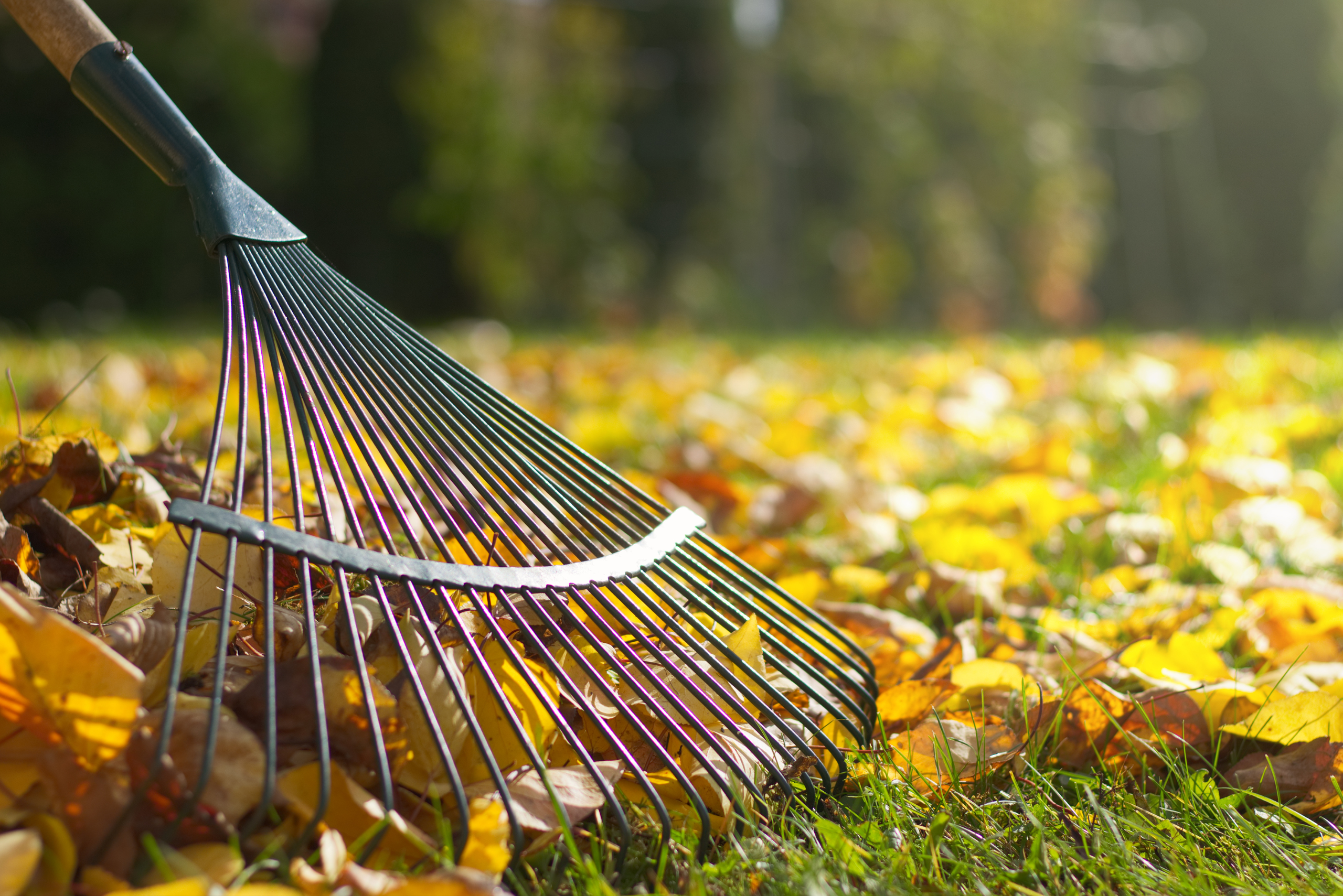 Raking fallen leaves.