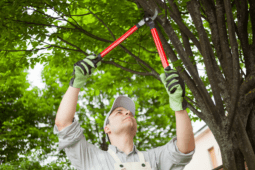 How to Safely Trim Overgrown Tree Branches Near Your Home