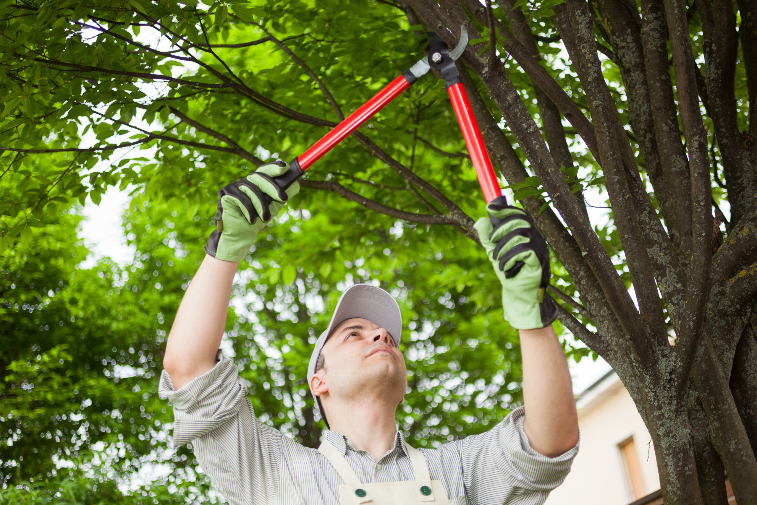 Man trimming tree branches overhead.