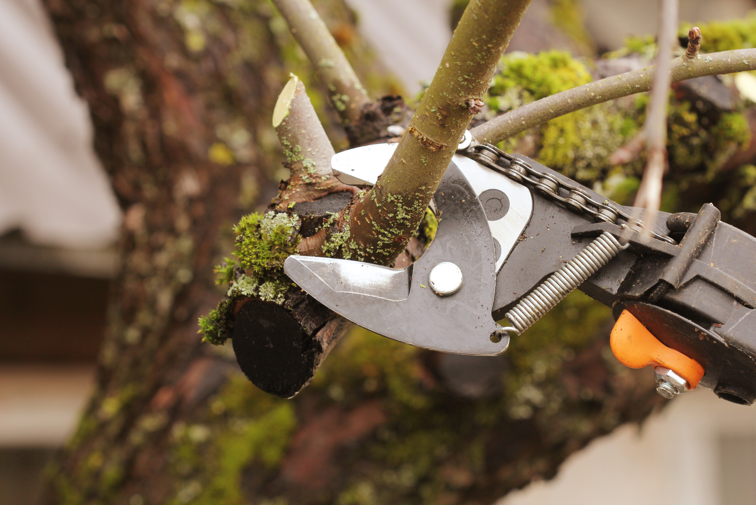 Close up of sheers around a tree branch.