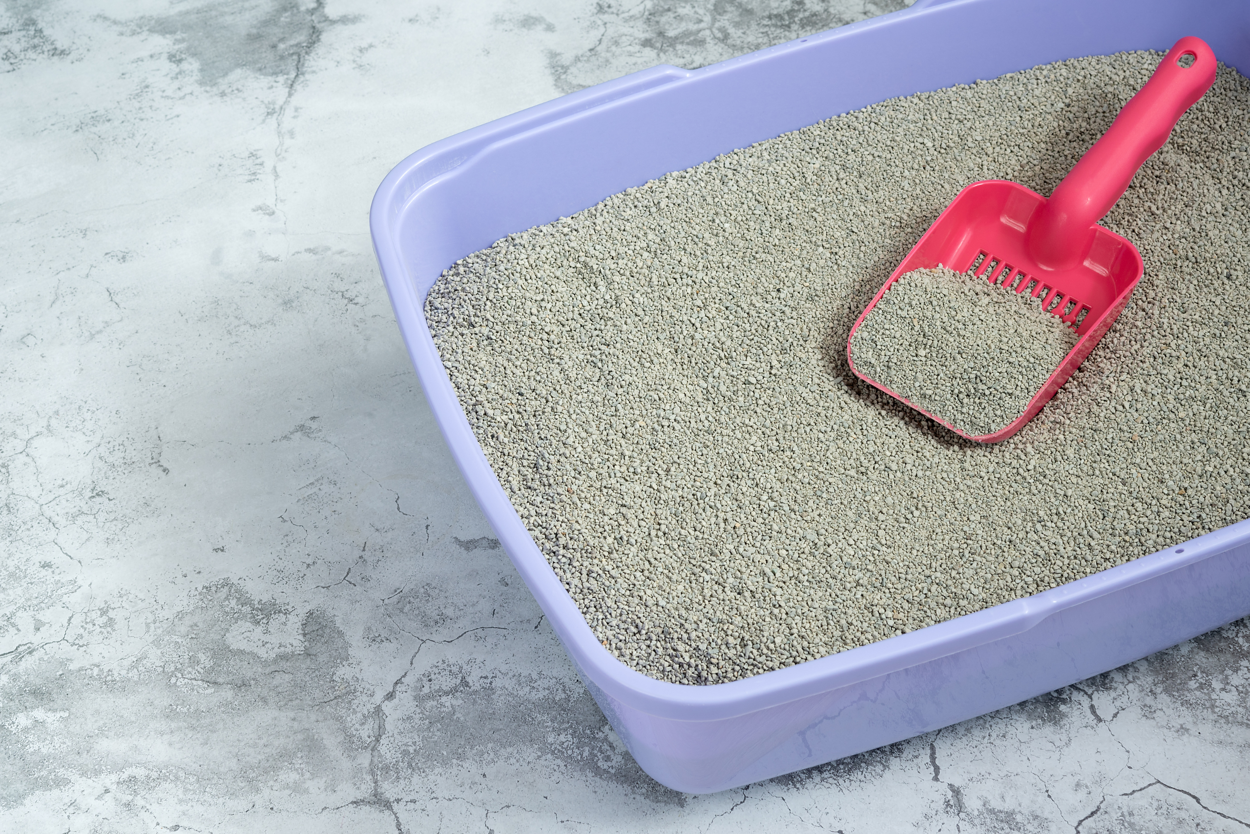 Cat litter box with red scoop.