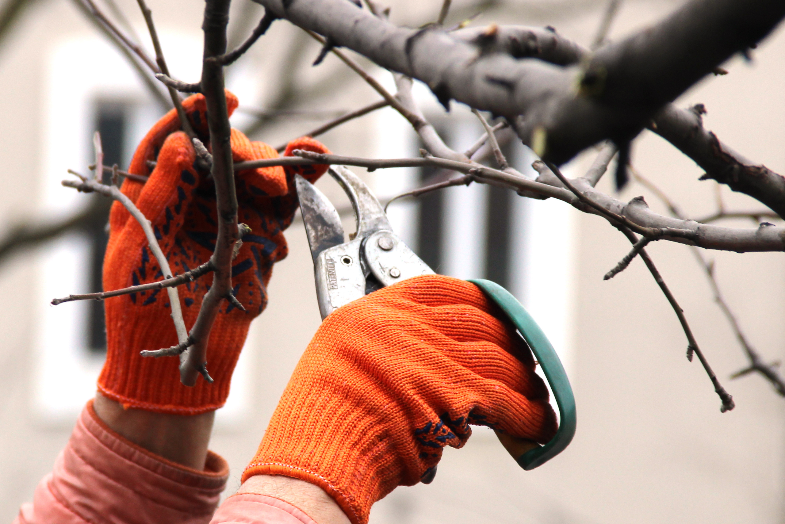 Close up of hands wearing gloves trimming tree branches.