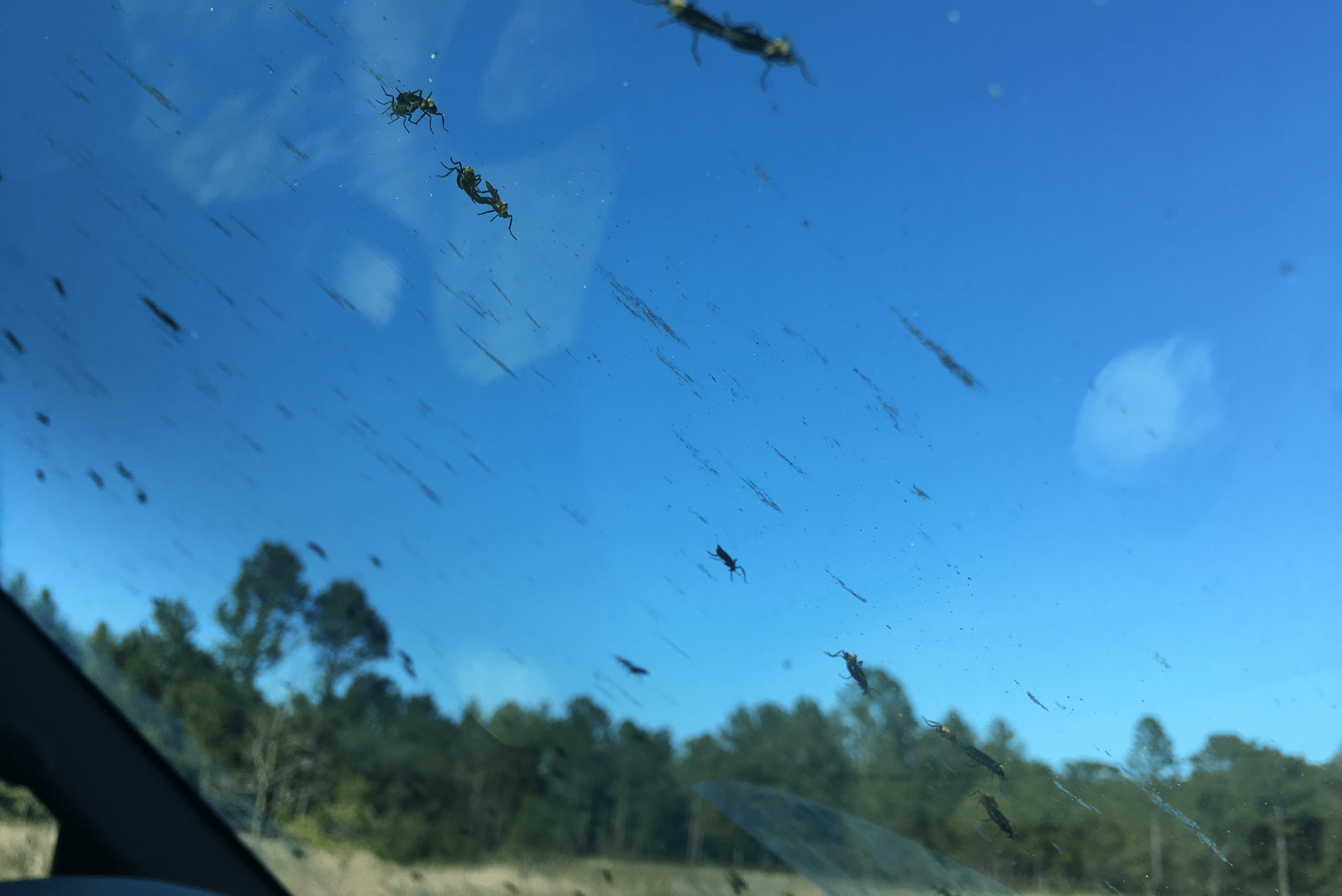 Bug splatter all over car windshield.