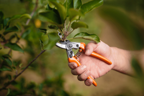 Pruning tree branch.