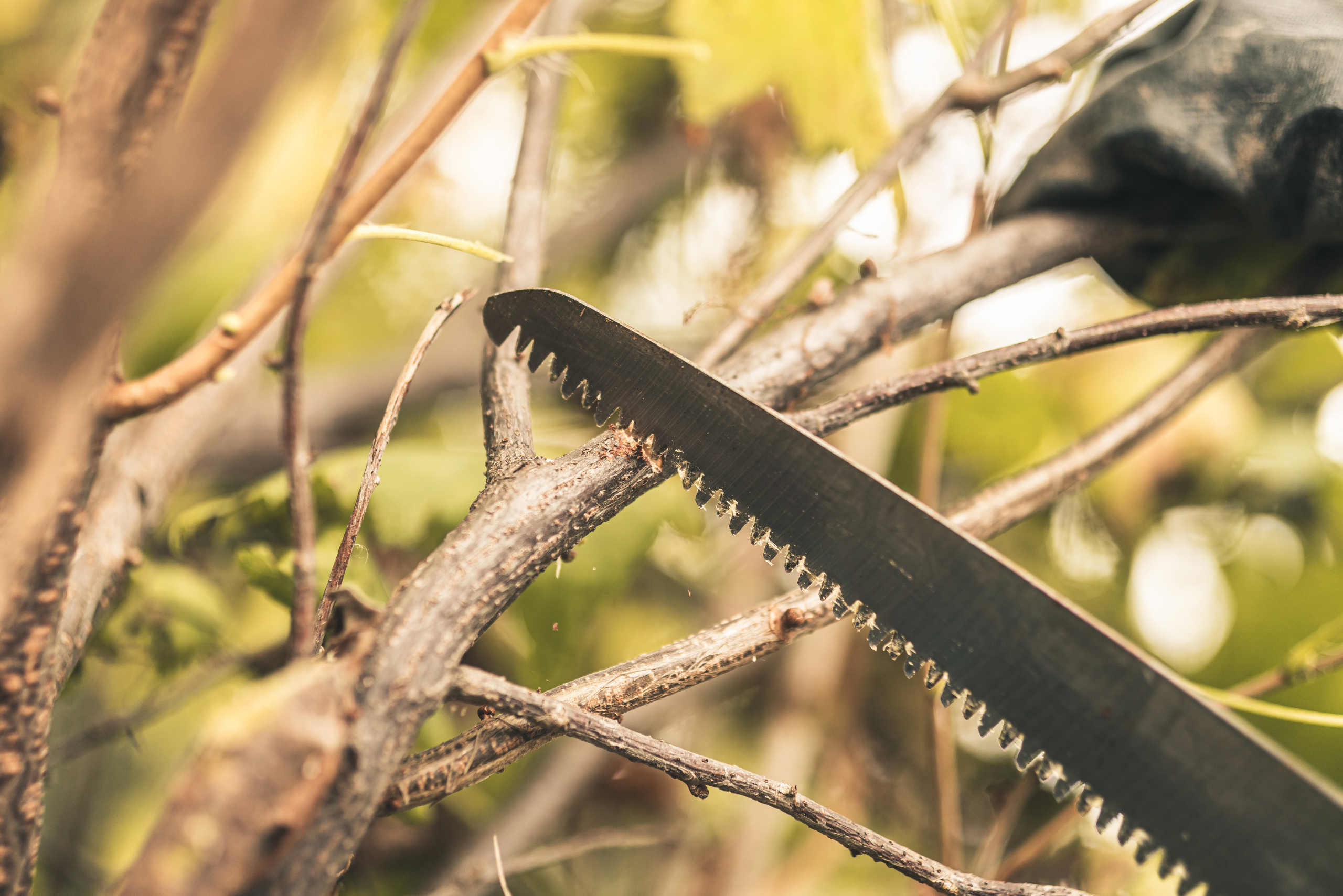 Tree saw on a branch.