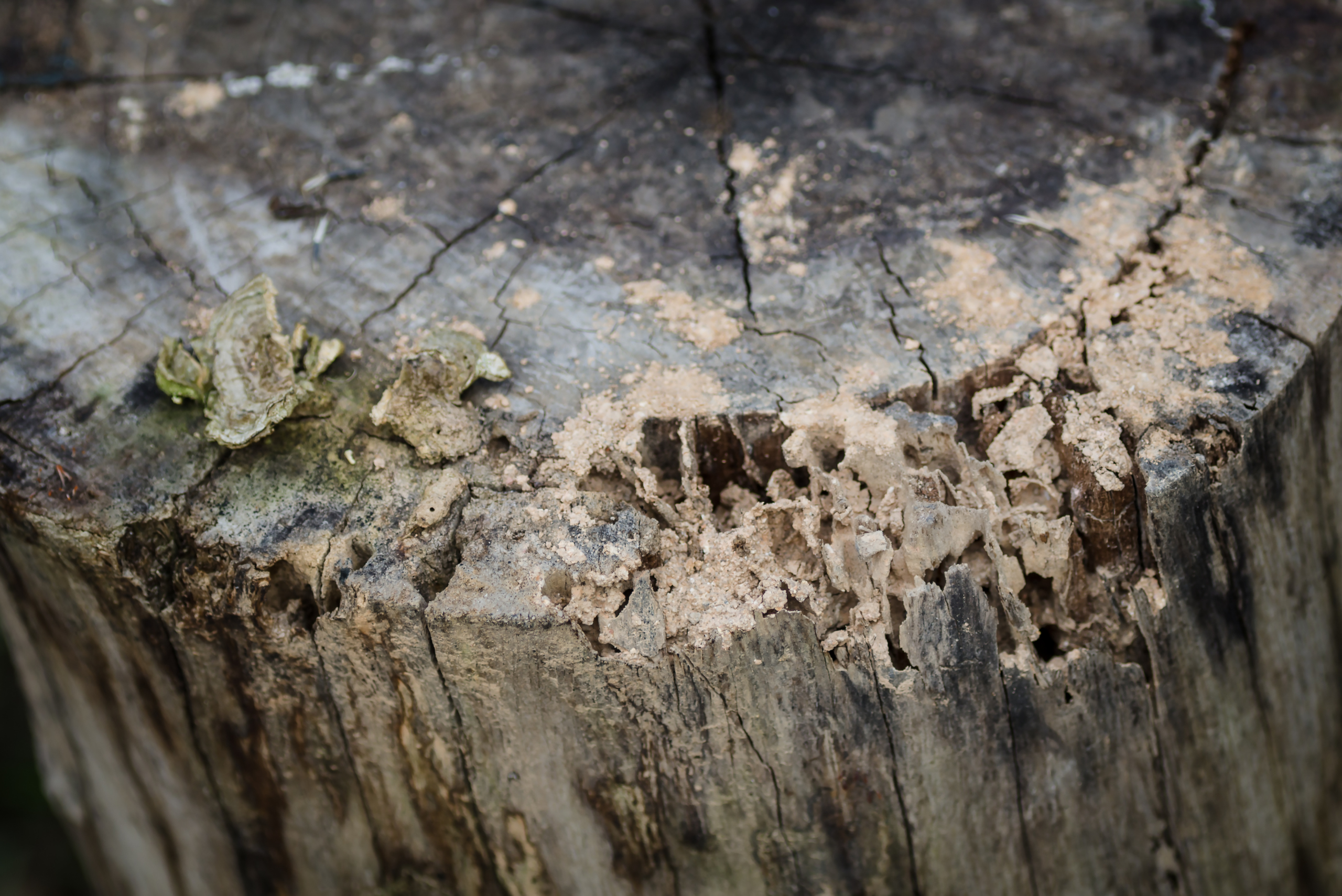 Decaying tree stub.