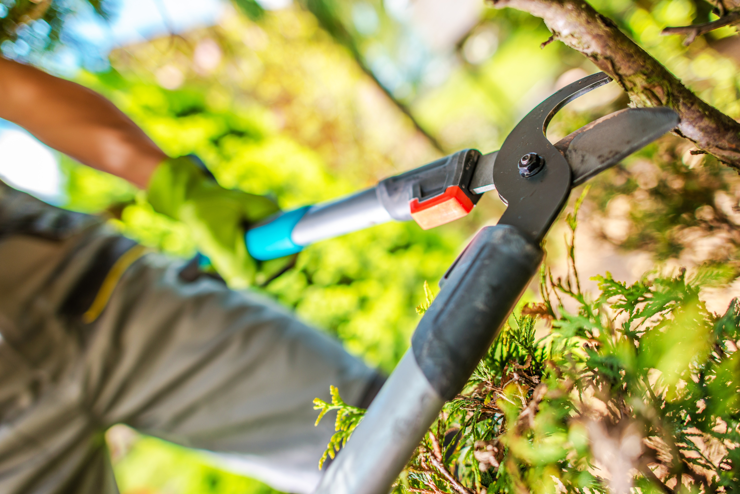 Trimming tree branches.