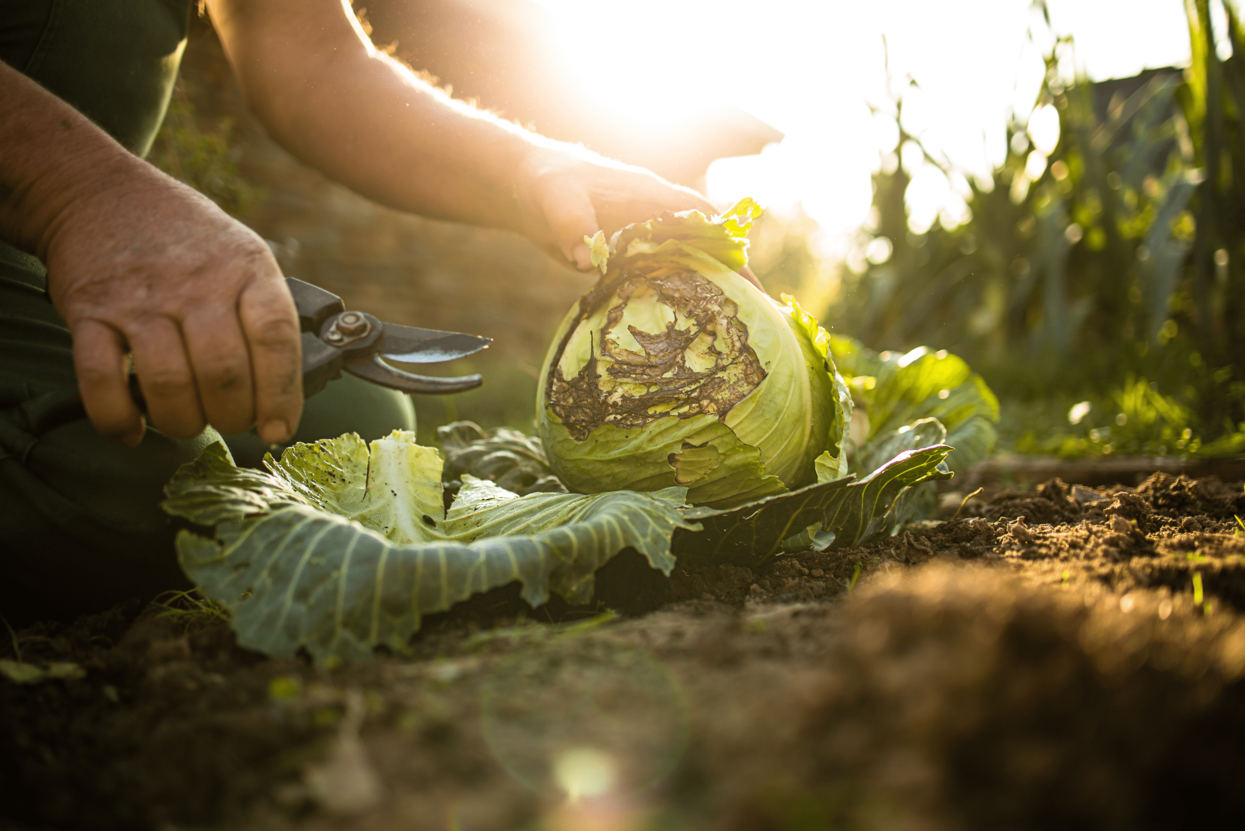 Removing bad vegetables from garden.