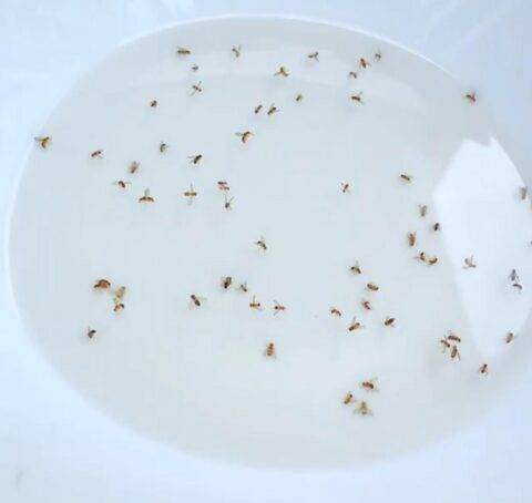 plate covered in fruit flies