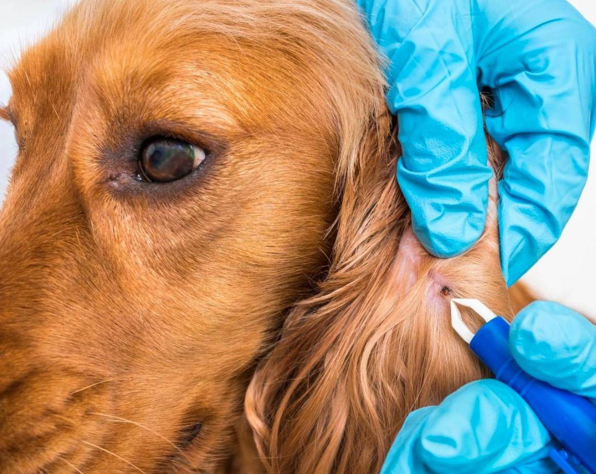 person removing tick from dog ear