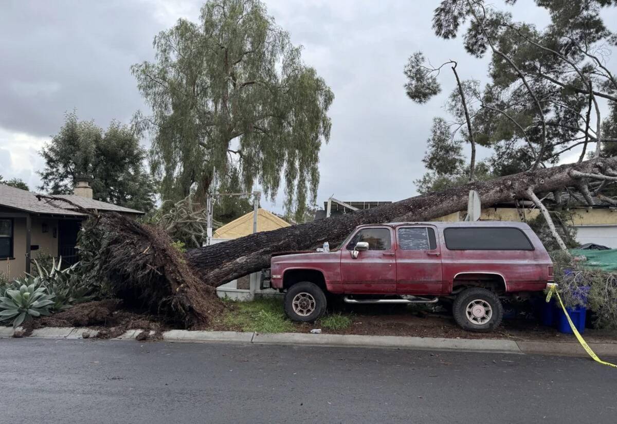 Tree fell on car.