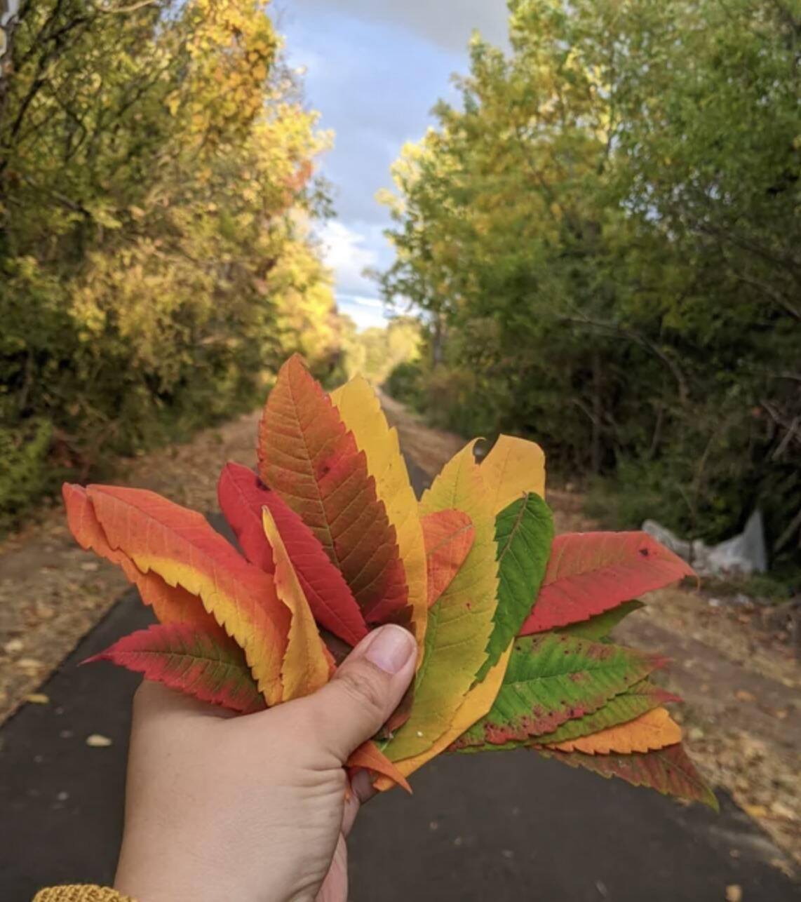 Hand holding a bunch of leaves.