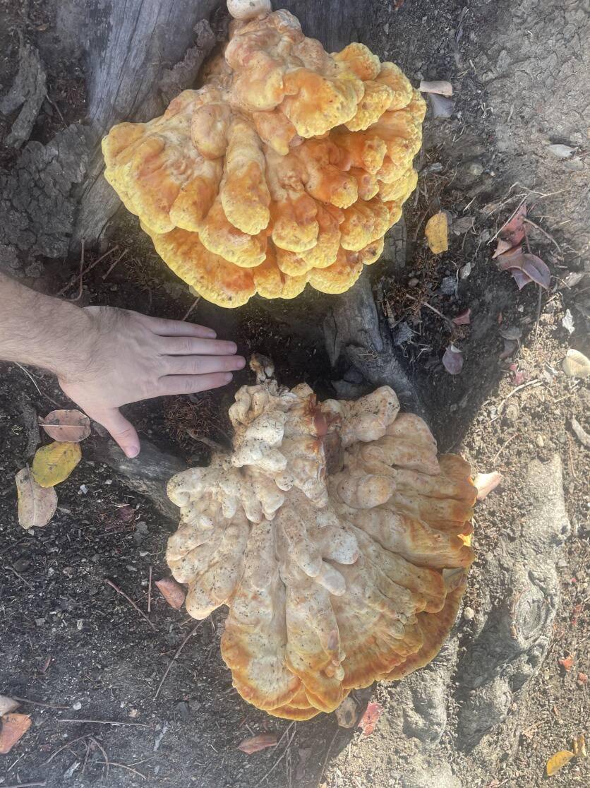 Mushsroom growth on tree with hand beside it for size comparison.