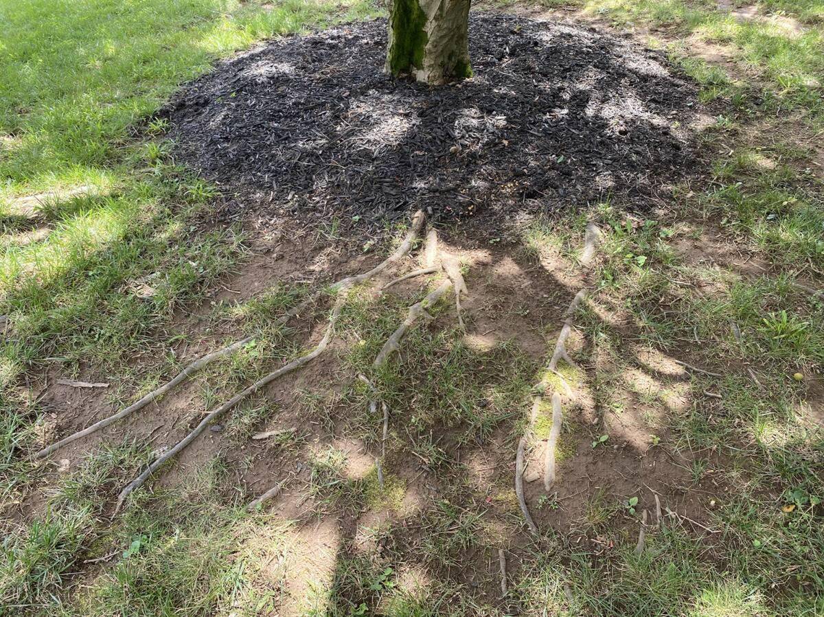 A tree with roots reaching the surface.