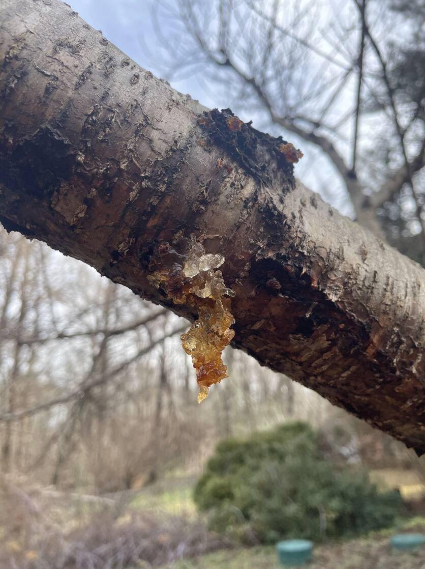 Sap leaking out of tree branch.