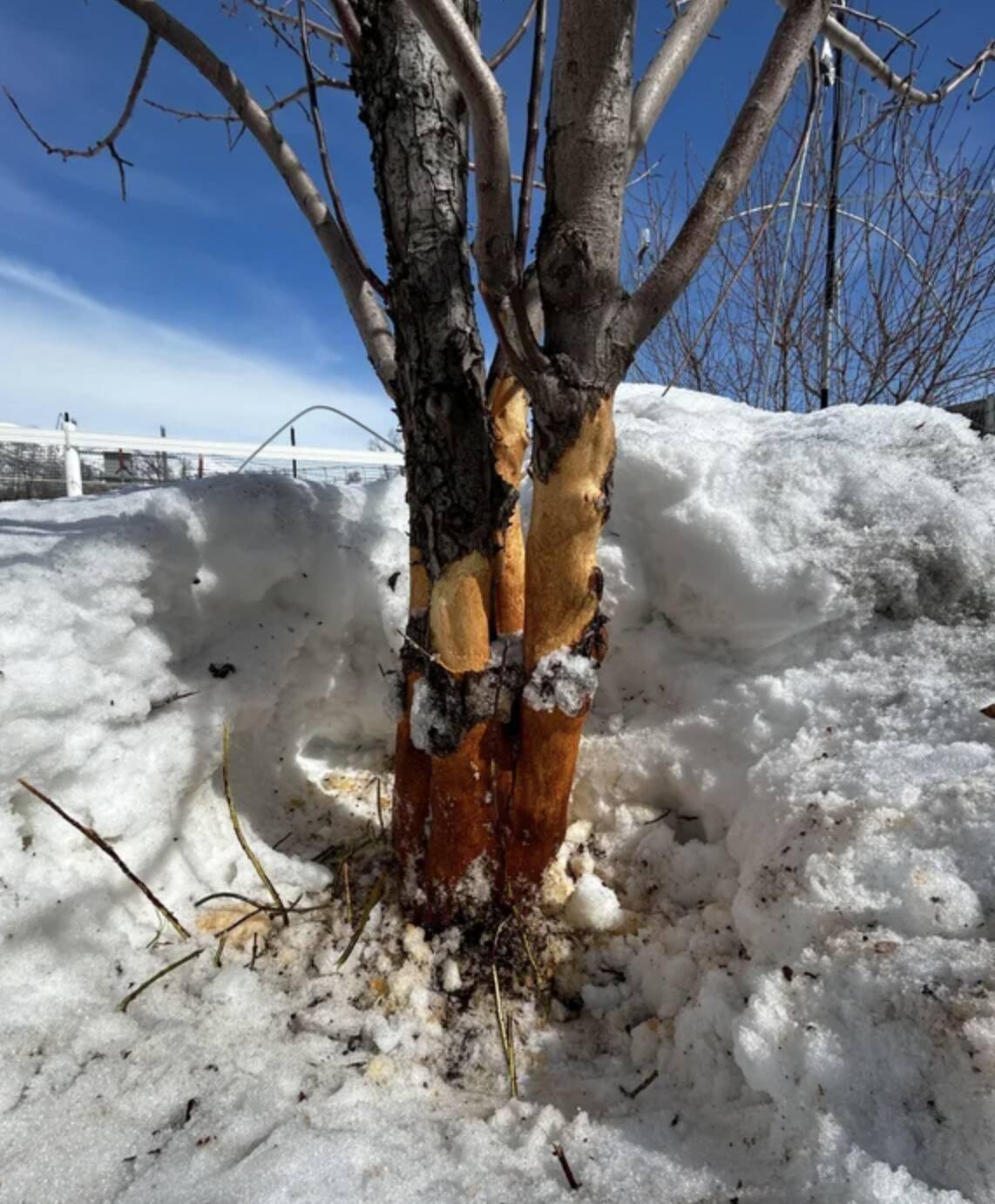 Tree in winter with missing bark.