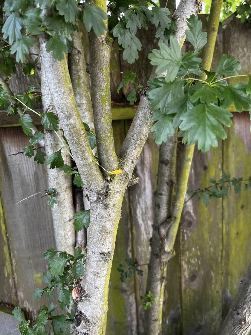 V-shaped tree branch unions.