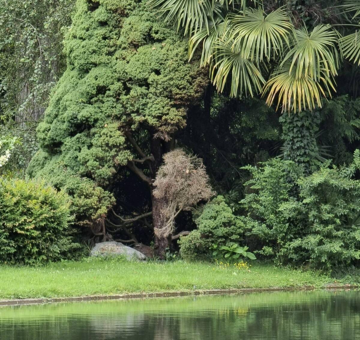 Tree with dead branches.