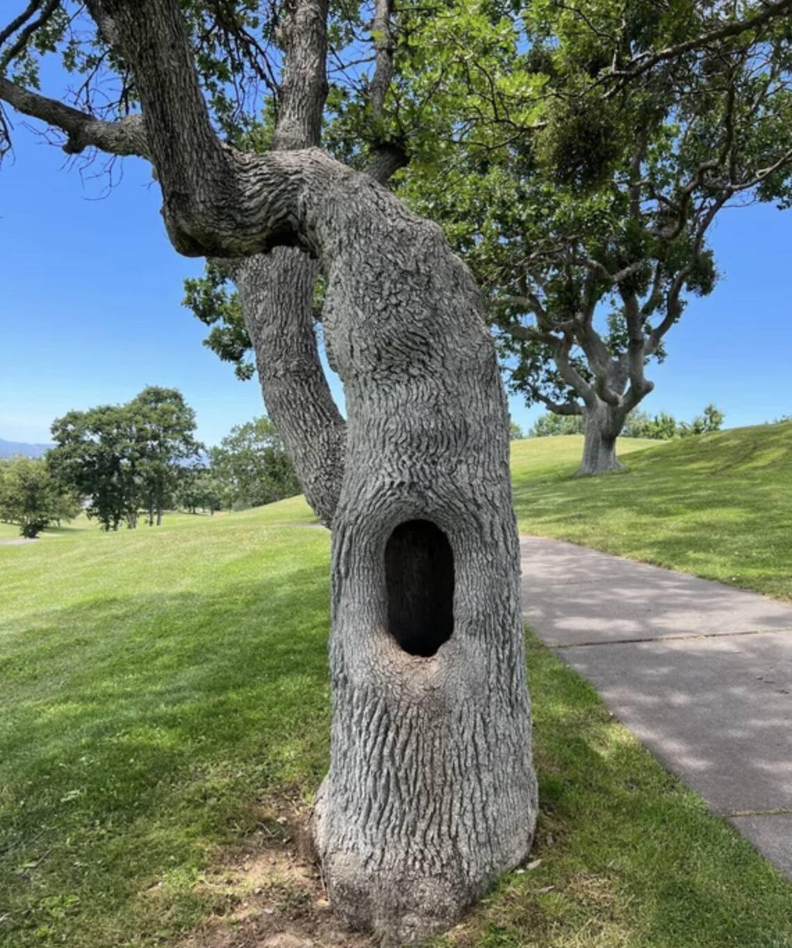 A tree with a hallow trunk.