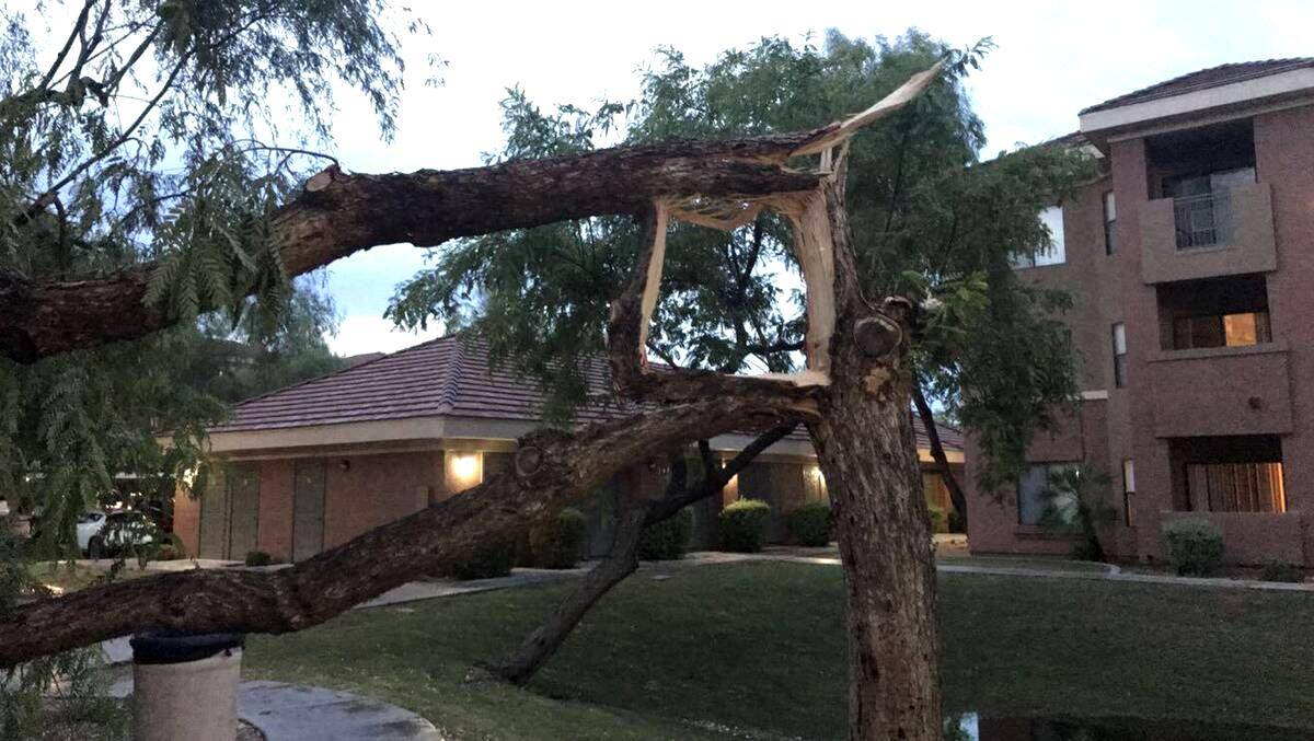 House with a tree upfront that's broken.