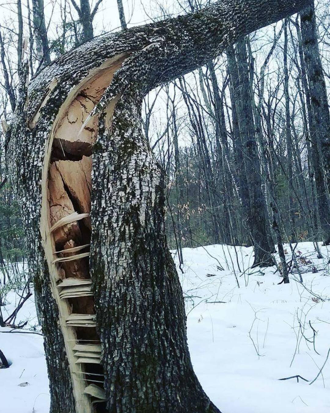 Tree with vertical cracks.