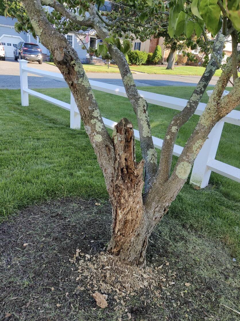 A tree with decay on it.