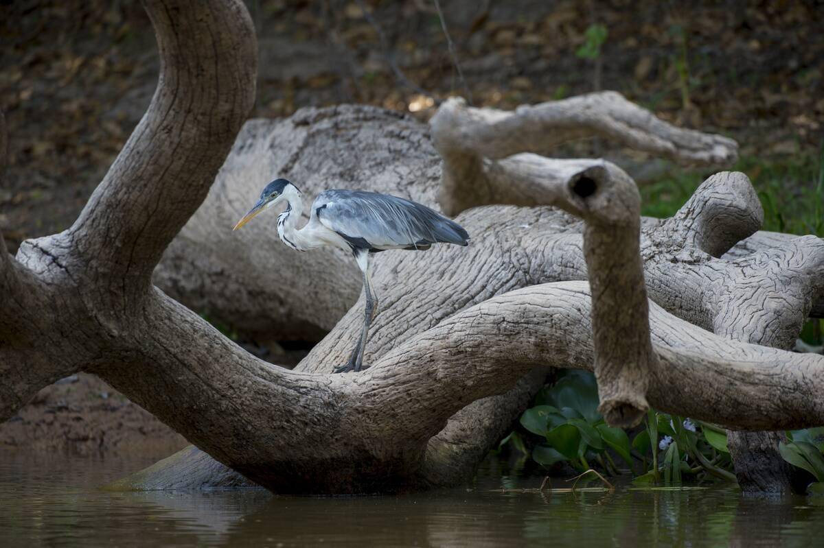 Bird sitting on a tree branch.