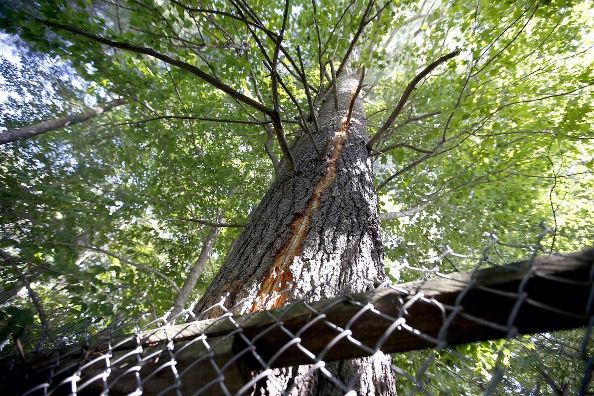 Tree beside a chain link fence with lighting damage.