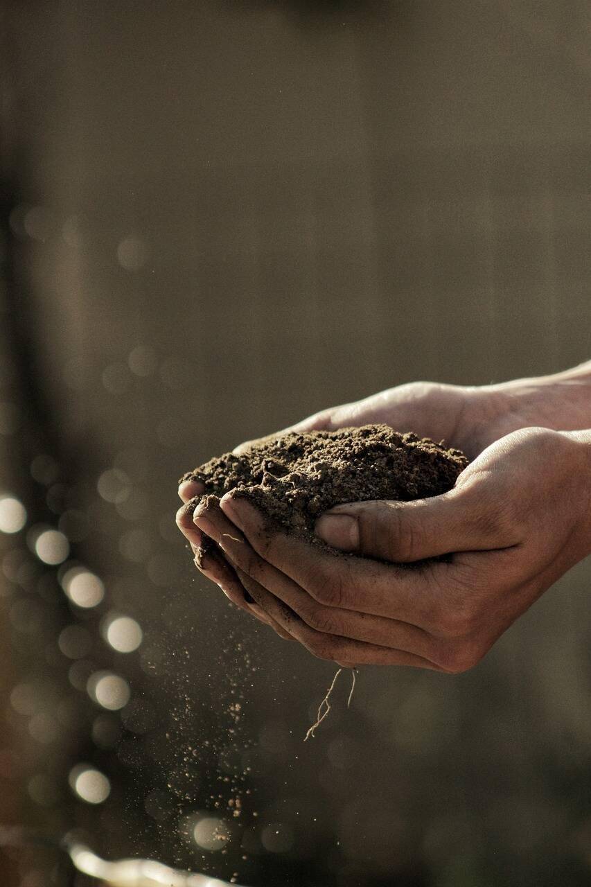 Handing cupping a pile of dirt.