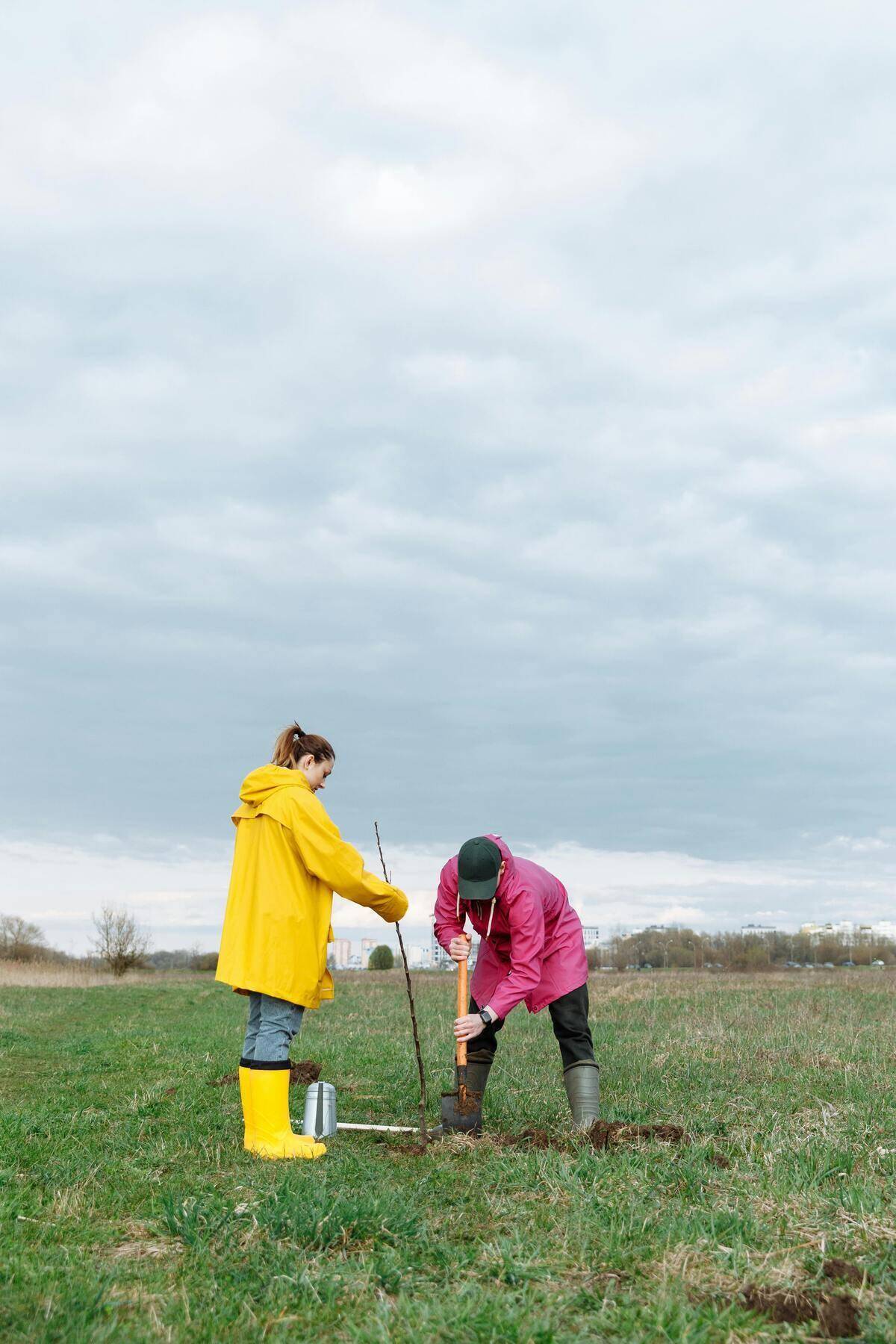 Two people aerating grass.