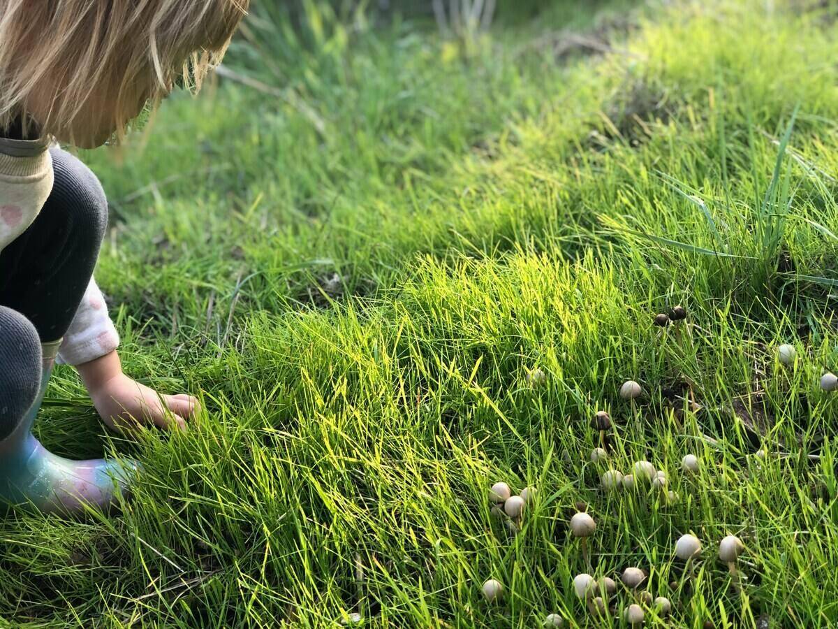 Child picking up mushrooms growing in grass.