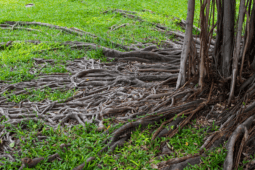 Effortless Ways to Remove Tree Roots on Your Own