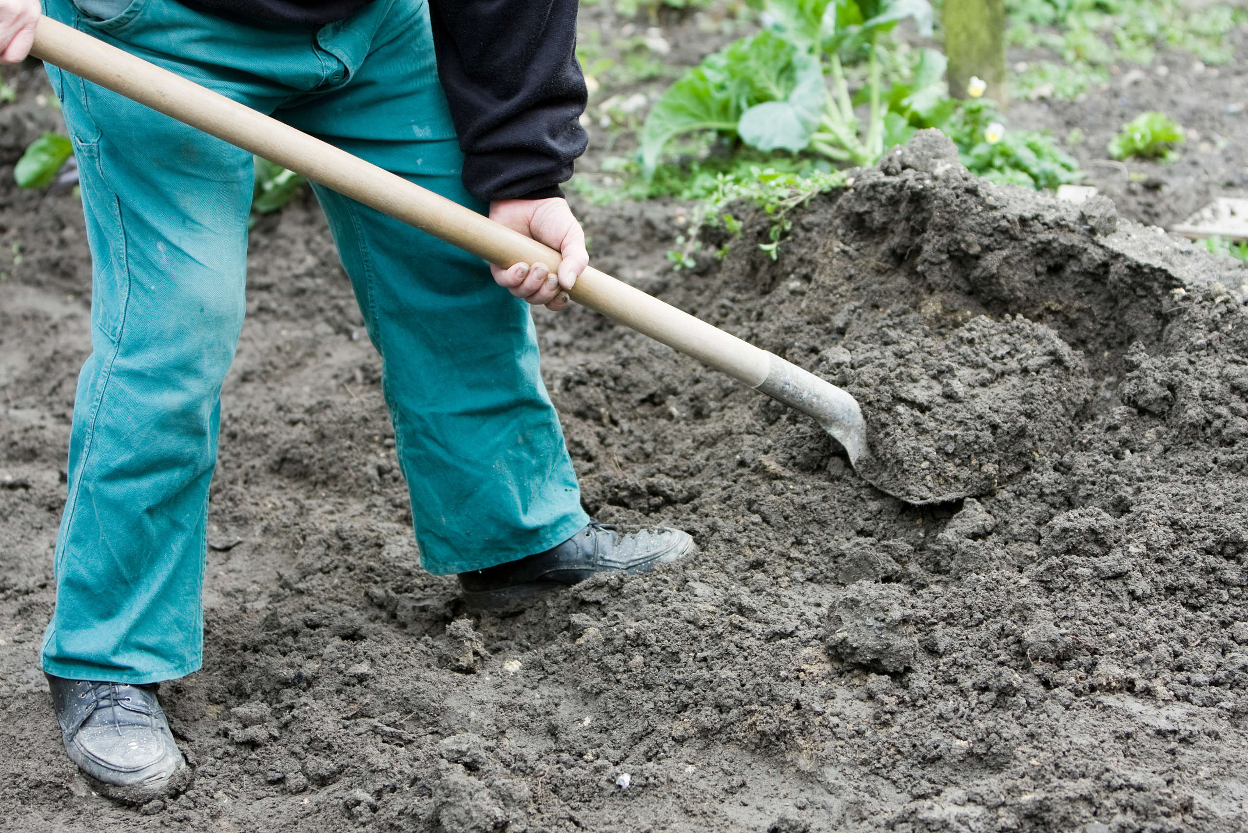 Person using a shovel to move dirt from ground to level it.