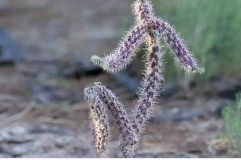 Cactus with a weird shape.