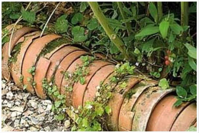 Plants growing through pots.