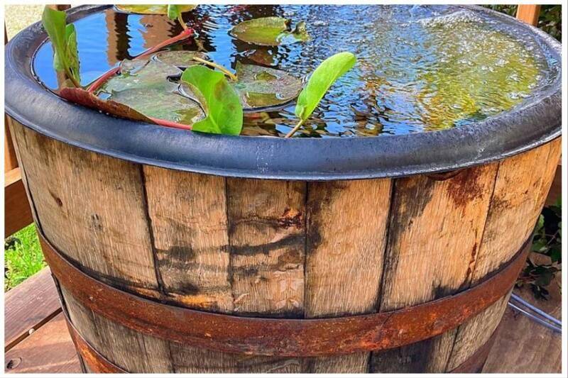 Rain barrel full of water.