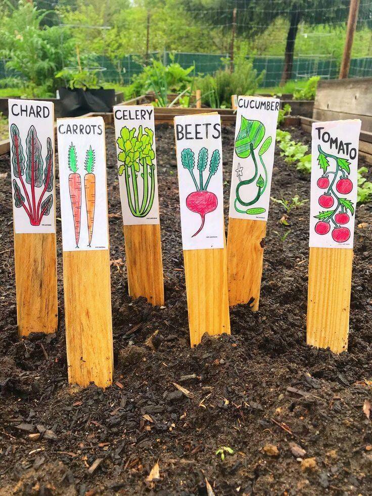 Vegetables labelled using wooden sticks.