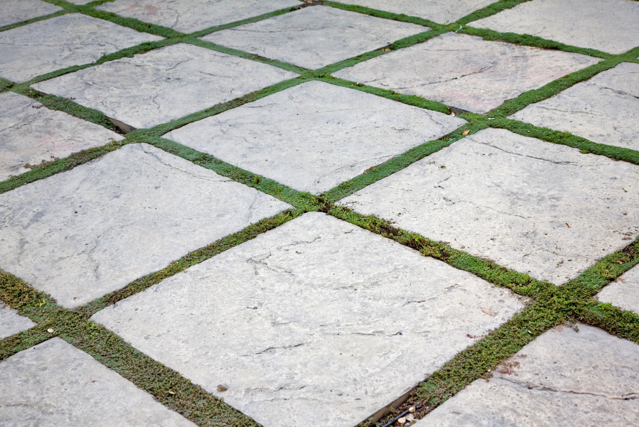 Grass growing between concrete pavers.