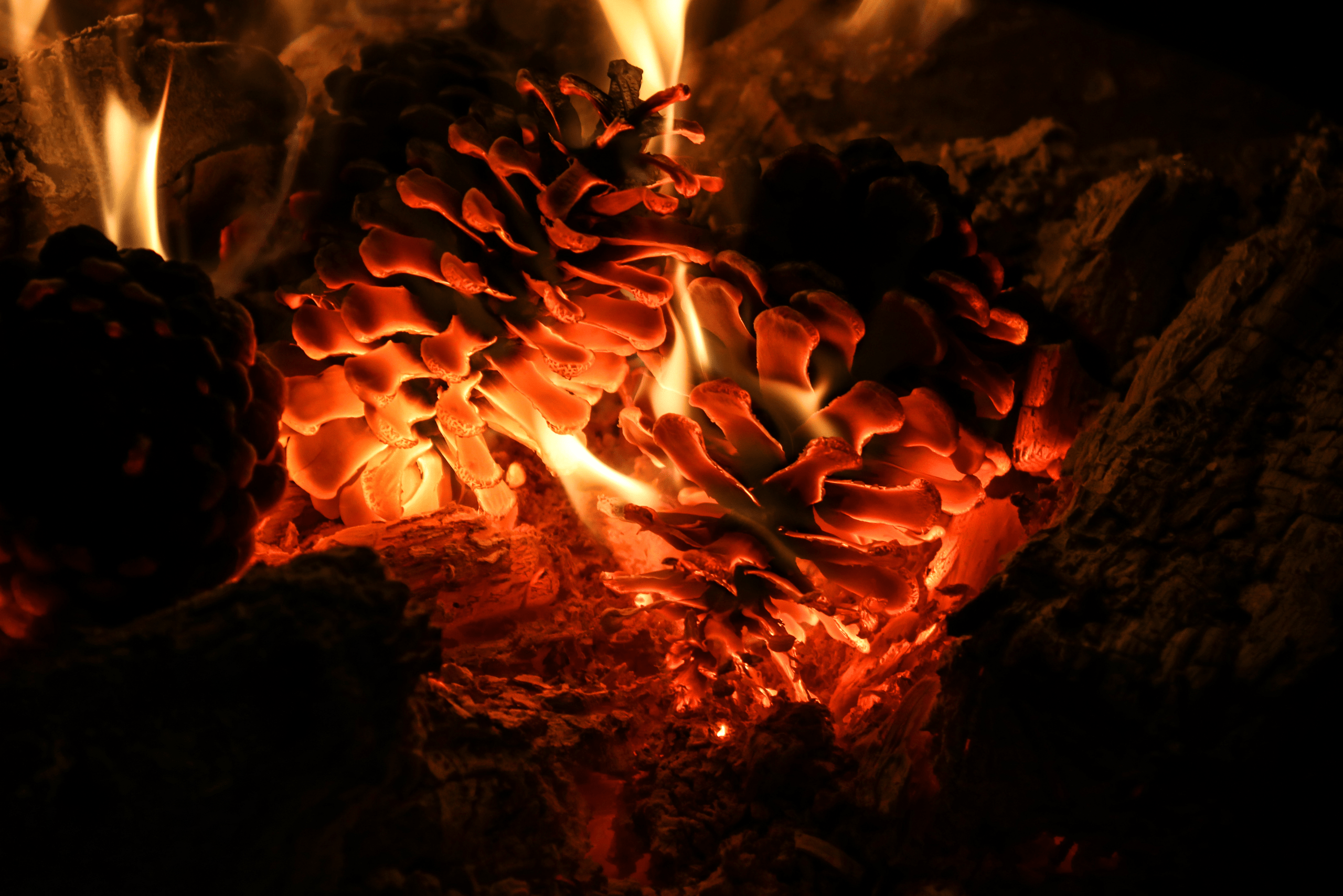 Pinecones on fire.