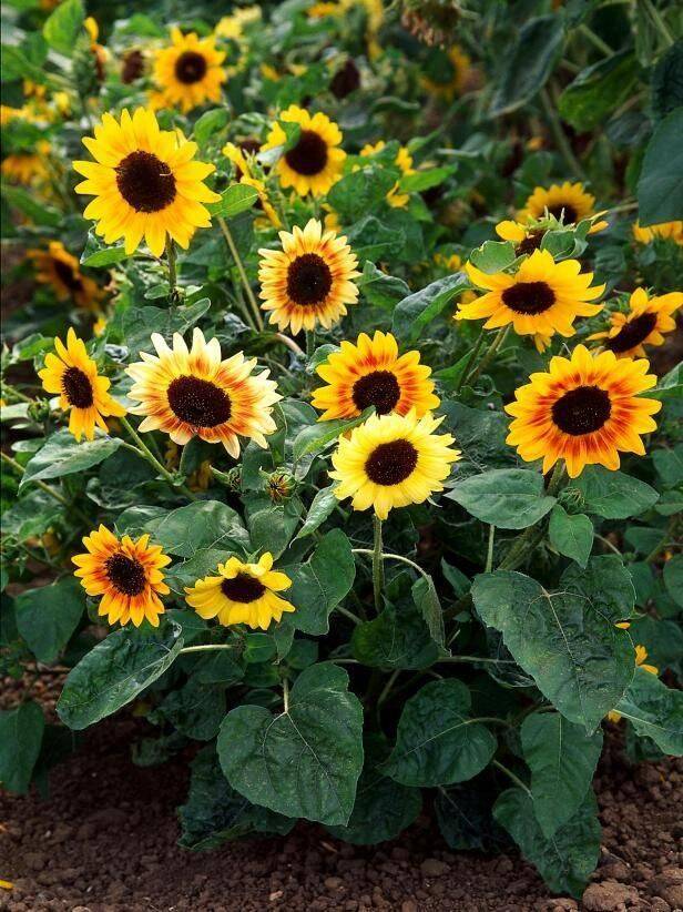 Sunflowers in a garden.