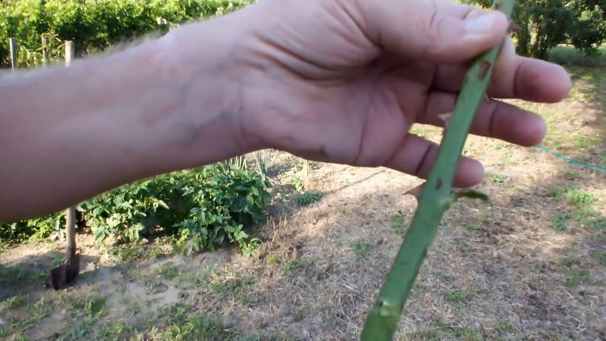 Someone's hand holding a cleaned out rose stem.