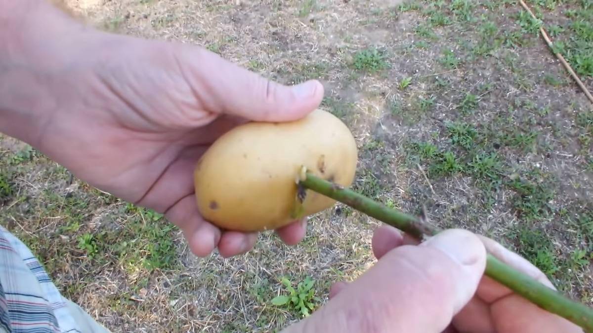 Sticking a rose stem into a potato.