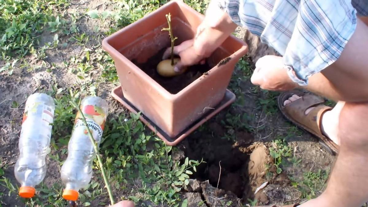 Placing potato rose into a pot.