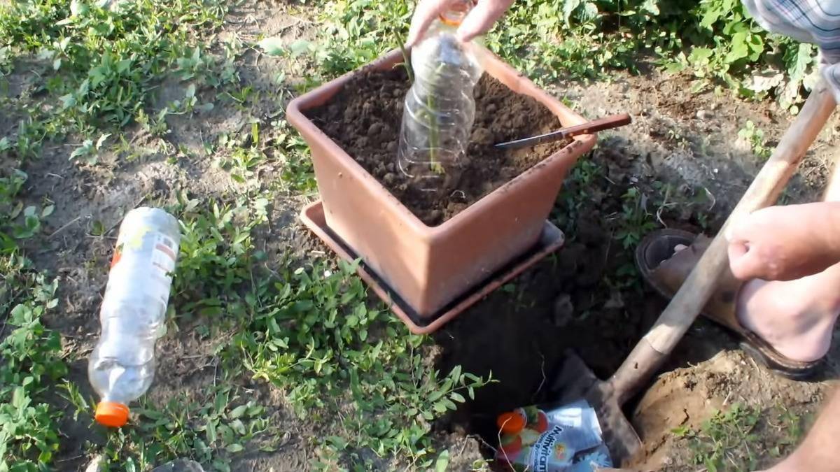 Someone placing a plastic bottle on top of the rose plant.